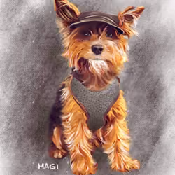 Yorkshire Terrier #1