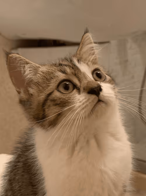 Item #113273562135906526472445405106019910214420903410477792419388624301070374404106 Media