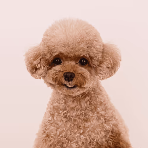 Item #8036610274517614856282005705215780499318604713549687172679363441200344334339 Media