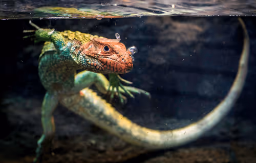 Item #63675051469957256318540534777437492047670714779108284141606713256873308454962 Media