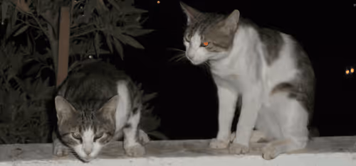 Item #86790041877501712039605339147305245302135229893835811647830192507411924779009 Media