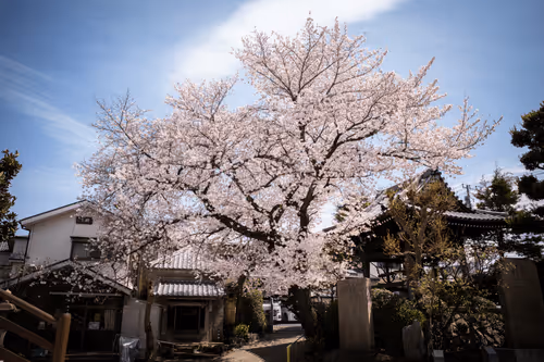 Item #81684501140492858777402859742317364008042896082831459981344055716565043118081 Media