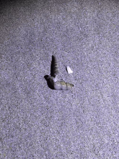 Item #105057883243597752943893910039238115039509970010382678399475215114696923283457 Media