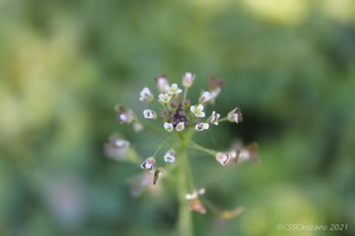 Item #42460190641030983846177695305308234121494395737519988694849075173628842082312 Media