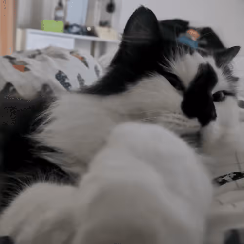 Item #13161020314009032005485822086301964352885579695205061807387255098114815557633 Media