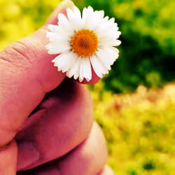 The White Flower