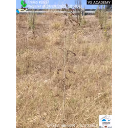 Freixo[Fraxinus angustifolia] - Plant Certificate #2637