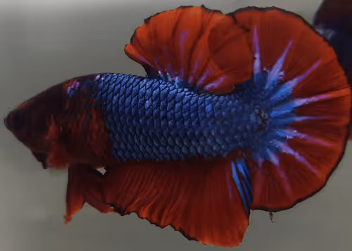 Item #76093963924936973222684762009084726555674488189040824510729450742812254404609 Media