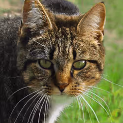 106393158711752592444527764053332067386103257112262188176365266246756175183873