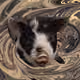 53180631642456764738139299674940583640479914081960747744151190424883610779649