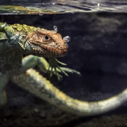 Underwater Lizard