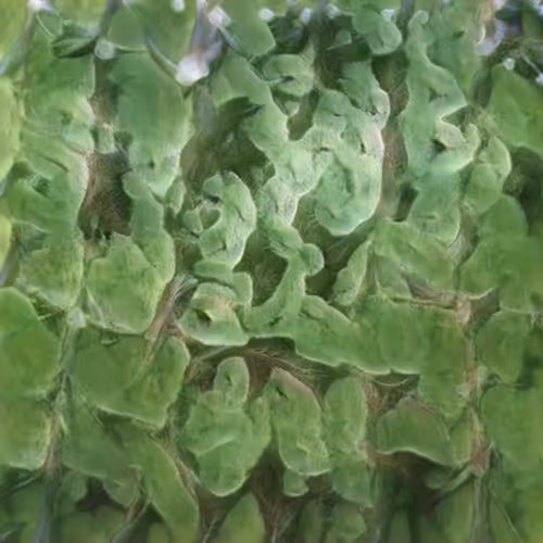 Item #58241160855422744817468407088196322100109565521561100950236908314458413072385 Media