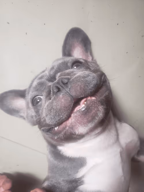 Item #32237202173720727343948986965561335091197107318394763909165930974809841205249 Media