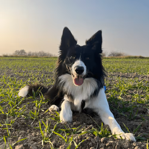 Untitled Collection #87658950