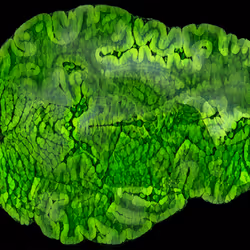 29877578668728852178902598419785793077778618348046200683544678259074455830529