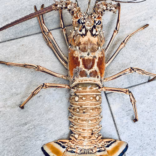 Untitled Collection #78425756