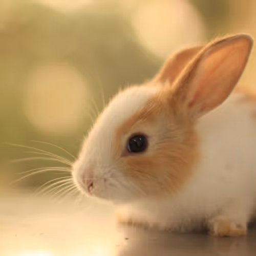 Untitled Collection #75004120