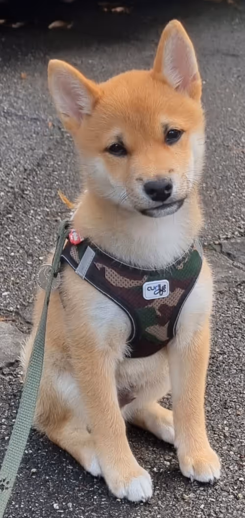 Item #51858709847349082355477028651242767391039160802379825665602477030289088446465 Media