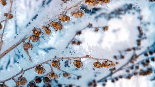 Item #55297223282317197917185791022658401724226762533250968792427961460866768961537 Media