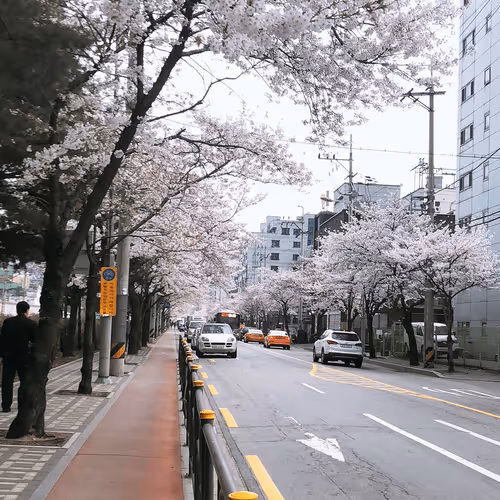 Seoul Street