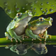 Tree Frogs #1