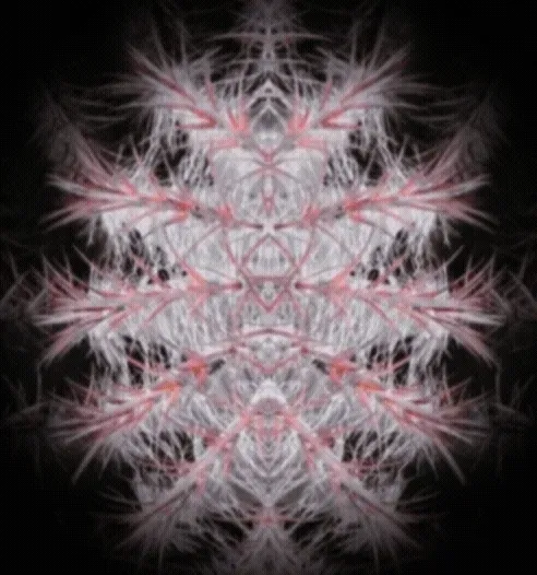 Item #229903202399770629281150266274287852530355796343641318577665330227892453416 Media