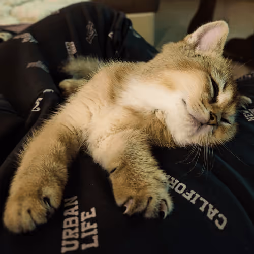 Item #85779533797330856680551245112287399753979626451492036541087858586087472496641 Media