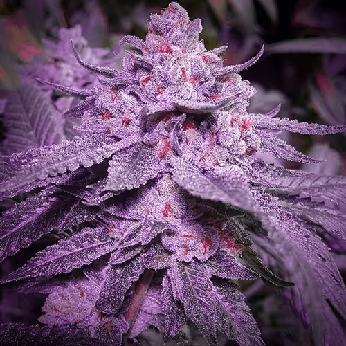 Untitled Collection #27559885