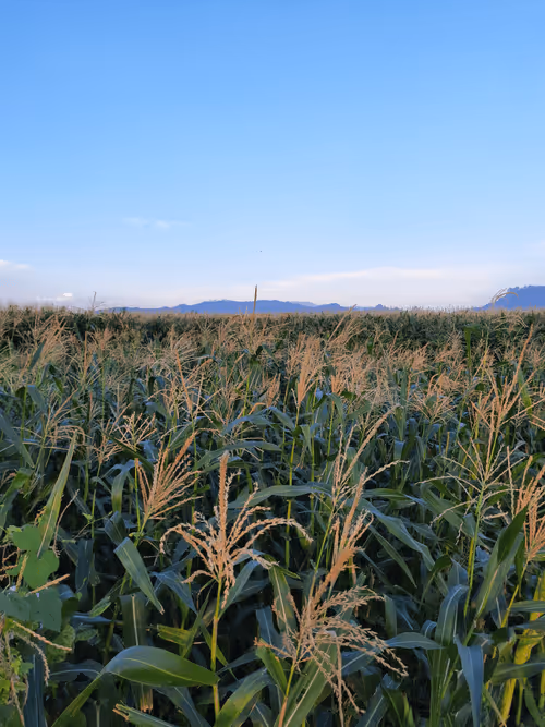 Item #78774018974347764357765192518377150739749637856503949941232678386387749175297 Media