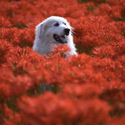 Flower Dog