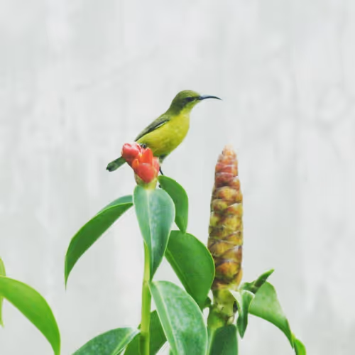 Item #94394910353456792511770389683380397167058265892134190948053464650461422288897 Media