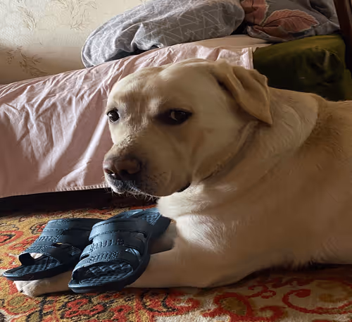 Item #97934984689479606670206693936218609260961742396014450502385471118046532730881 Media