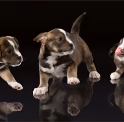 39267609400351157350082818508963900481325606176986545385386430964064300564481