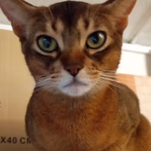 Untitled Collection #77979753