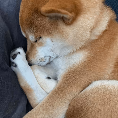 Sleepy dogo