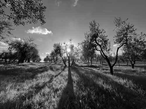 Item #44700108579651333138667542629820837396884608340507399849221760754941866016769 Media