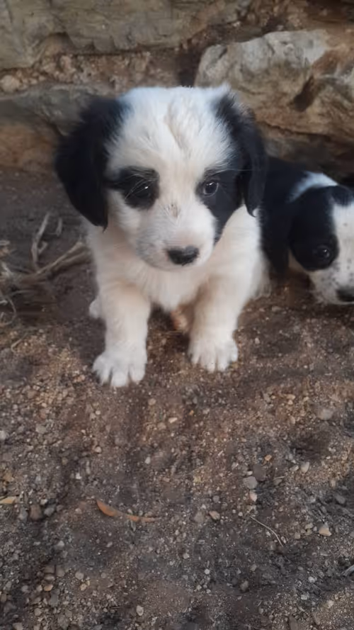 Item #4178377455976923530096840144138420708363510876770613849739675910243916710888 Media