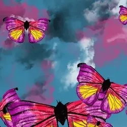Butterfly Fly