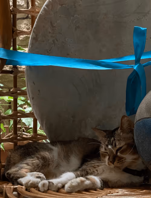 Item #98067606819010704980002055146408125819543828101100051405361958641419795038217 Media