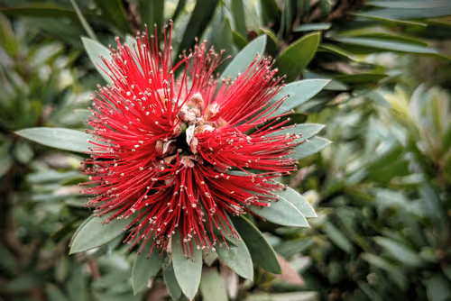 Item #39075669952795110311488058078452160275975432518977374571902800605820647112705 Media