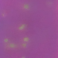 Holostal Flowerz