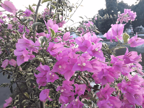 Item #78774018974347764357765192518377150739749637856503949941232678378691167780865 Media