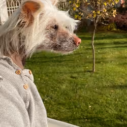 Dog Jessy one