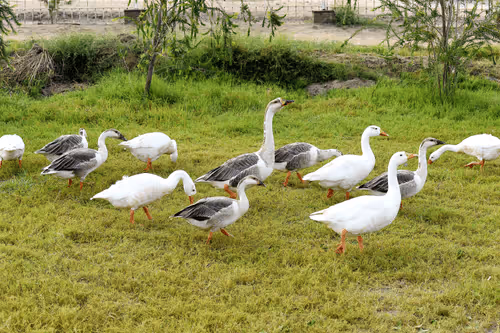 Item #81039049813216597257953829520223769972049979763513540310904561897952941965313 Media