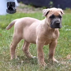 Ultimate Pups - zwm1oJFiss