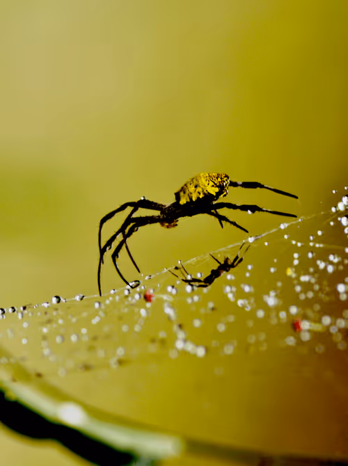 Item #25248765690261585435434482314818899014355955401617162377978101856207602974721 Media