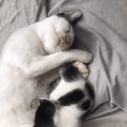 mama bobo
