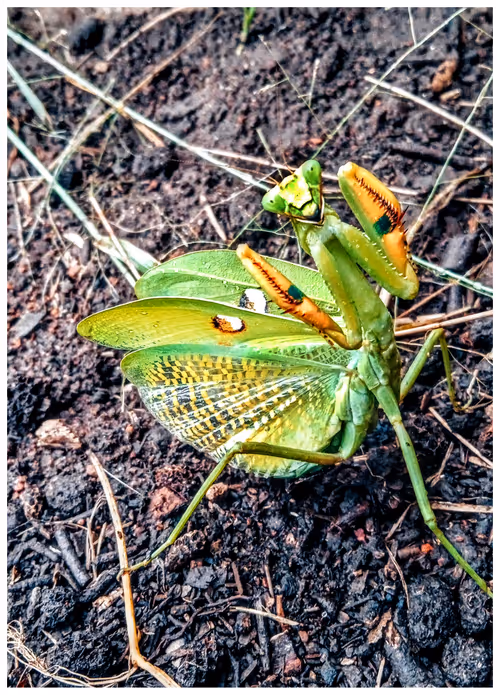 Item #73973569711776105131741528853443444541999587084642105536447614661173914370058 Media