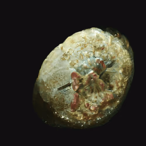 Item #4750064852715738149564930854294668621974194112560083604087540672070405849089 Media