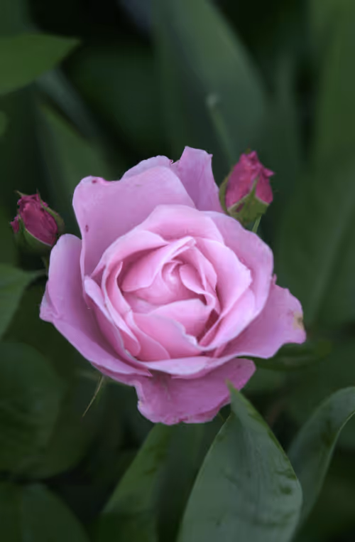 Item #56943947837122673731930897750220814689639948529564795848618456946261188673537 Media